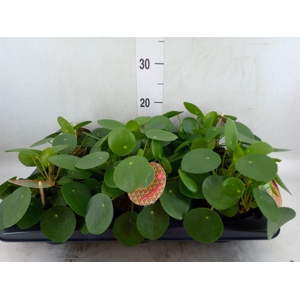 Pilea peperomioides