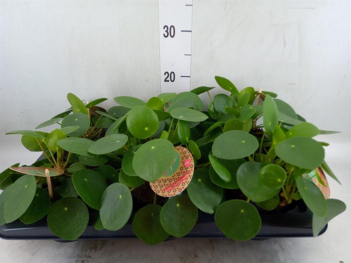 <h4>Pilea peperomioides</h4>