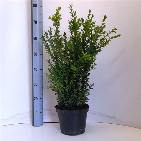 <h4>Buxus sempervirens P21 (C4) - Struik 60cm Potgekwe</h4>