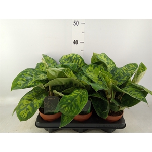 Homalomena wal. 'Camouflage'