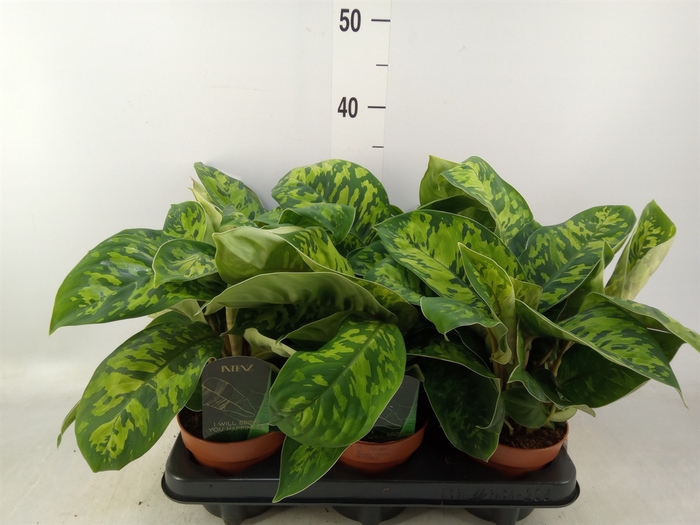 <h4>Homalomena wal. 'Camouflage'</h4>