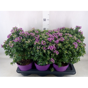 Polygala dalmaisiana