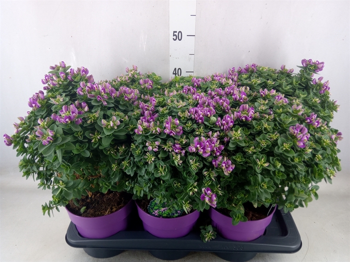 <h4>Polygala dalmaisiana</h4>