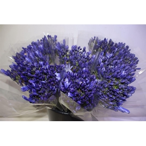 Agap Eyfori Blue X5