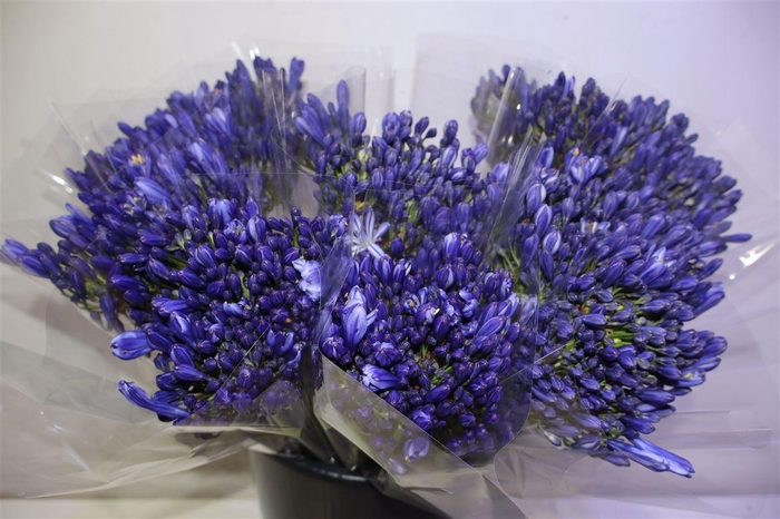 <h4>Agap Eyfori Blue X5</h4>