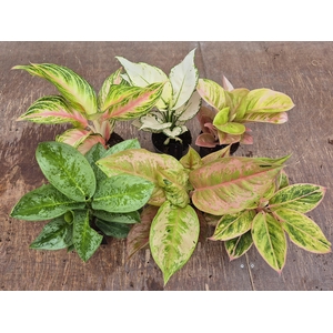 Aglaonema Promo Mix 12cm