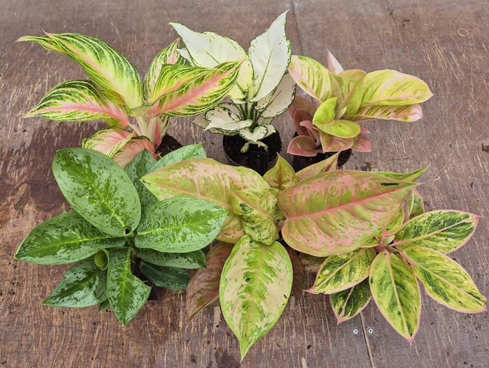 <h4>Aglaonema Promo Mix 12cm</h4>