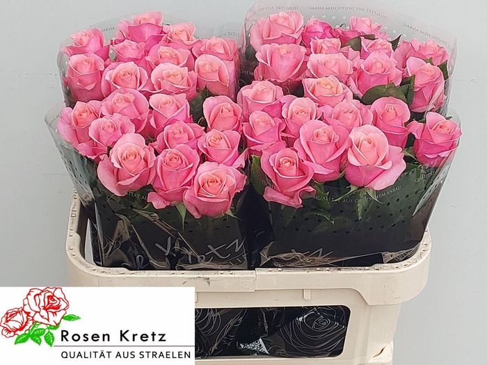 <h4>ROSA GR 'BARBY'</h4>
