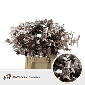 Eucalyptus cinerea Champagne