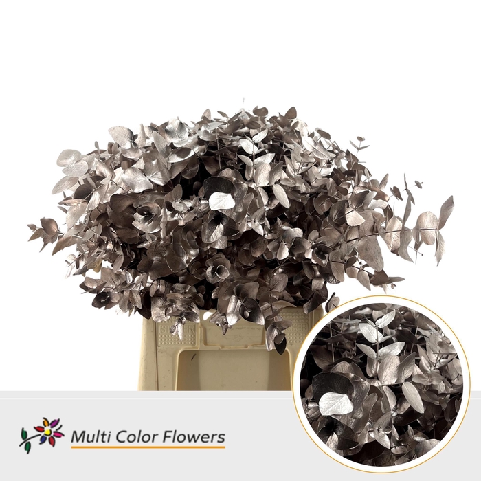 <h4>Eucalyptus cinerea Champagne</h4>