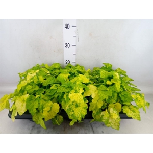 Tolmiea menziesii   ...variegated