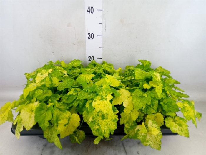 <h4>Tolmiea menziesii   ...variegated</h4>