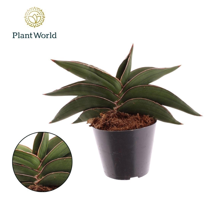 <h4>Sansevieria Samurai</h4>