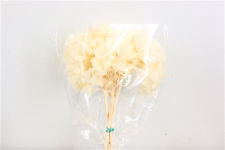 <h4>Pres Hydr 3pc Bleached Bunch</h4>