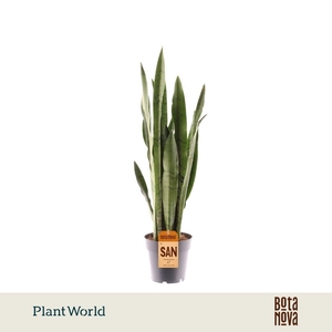 Sansevieria Spearmint