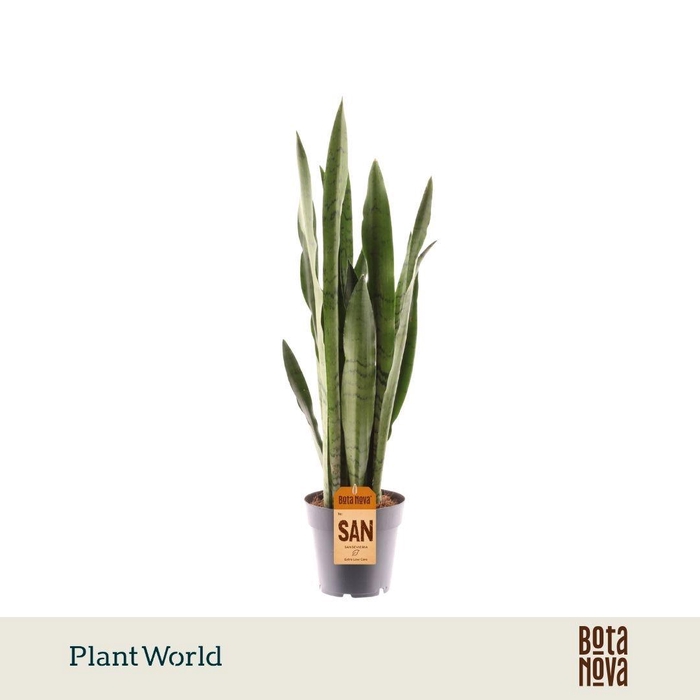 <h4>Sansevieria Spearmint</h4>
