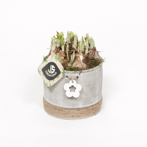 Cement pot met bloem gy 12cm