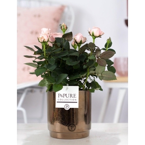 Rosa light pink in P&PURE Juliette ceramics goldbronze
