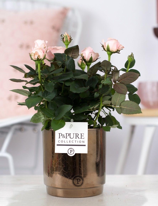 <h4>Rosa light pink in P&PURE Juliette ceramics goldbronze</h4>