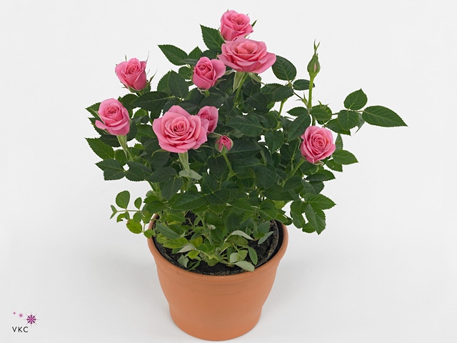 Rosa Kordana Schaal Flirt (roze)