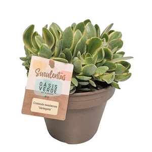 Crassula Swaziensis Variegata