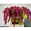 Amaranthus Caudatus Rosary