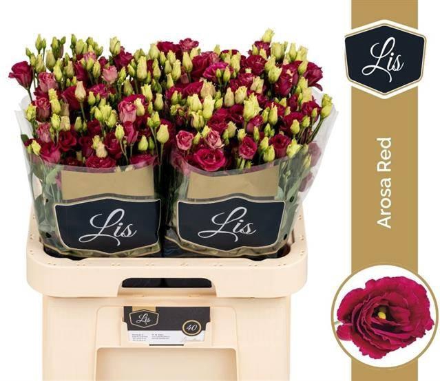<h4>Eustoma gef Arosa Red</h4>