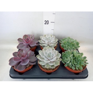 Echeveria   ...mix