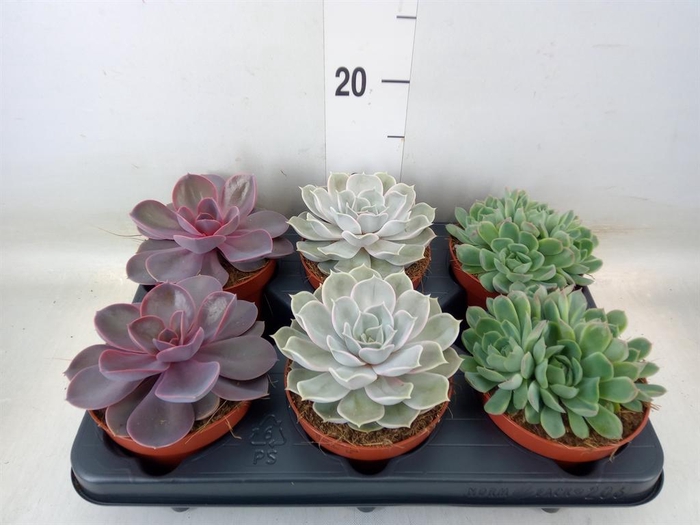 <h4>Echeveria ...mix</h4>