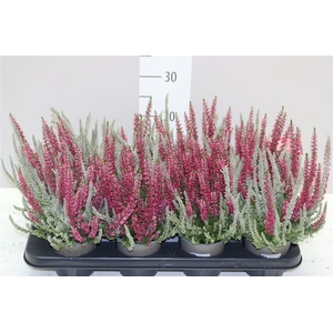 Calluna G Girls Fluffy Twin Rood