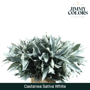 Castanea sativa L80 Klbh. Wit