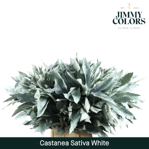 <h4>Castanea sativa Klbh. Wit</h4>