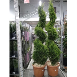 xCupressocyparis ley.   ...