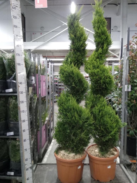 <h4>xCupressocyparis ley.   ...</h4>