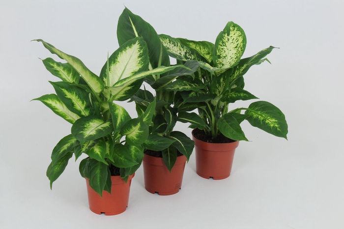 Purify Dieffenbachia Gemengd 12 cm
