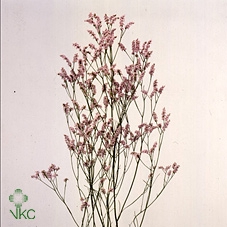 Limonium Joy Pink