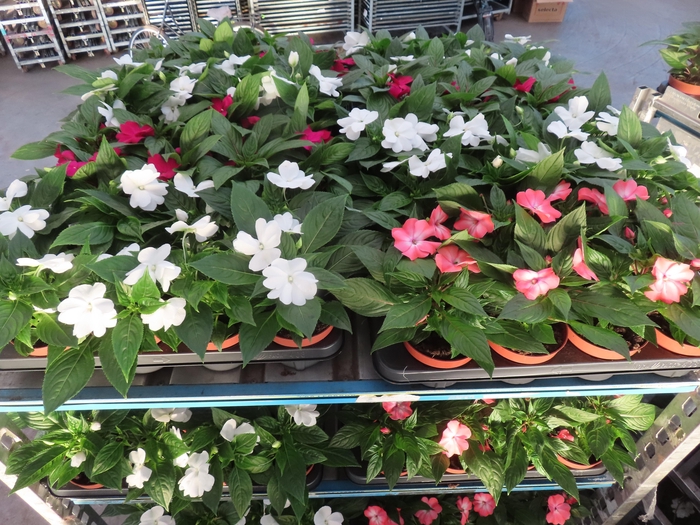 <h4>IMPAT NG MIXK 4 KL</h4>