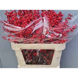 Ilex Ve Rode Bes 80cm