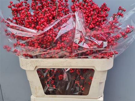 <h4>Ilex Ve Rode Bes 80cm</h4>