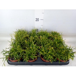 Rhipsalis baccifera 'Oasis'