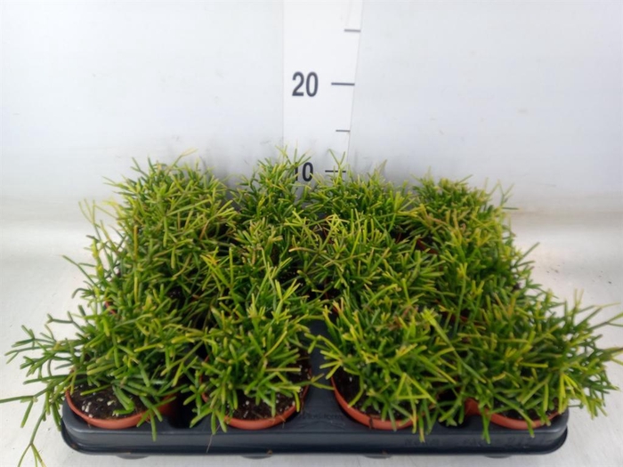 <h4>Rhipsalis baccifera 'Oasis'</h4>