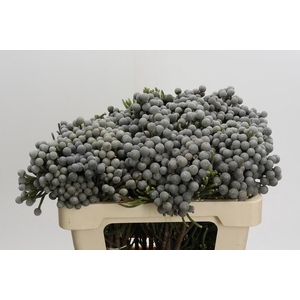 Cape Green Silver Brunia