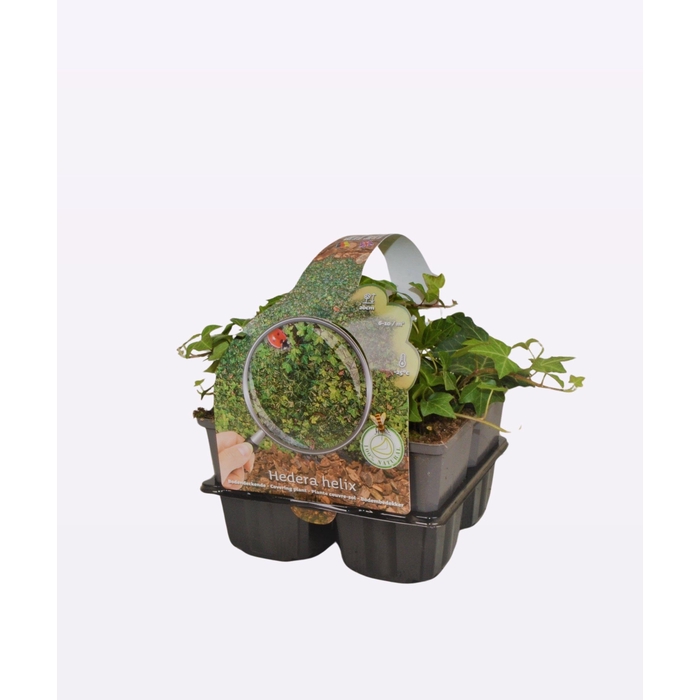 <h4>Hedera helix</h4>