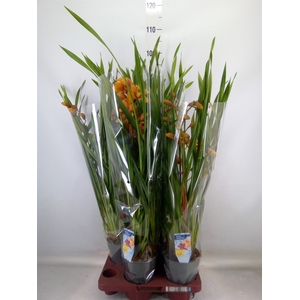 Cymbidium   ...
