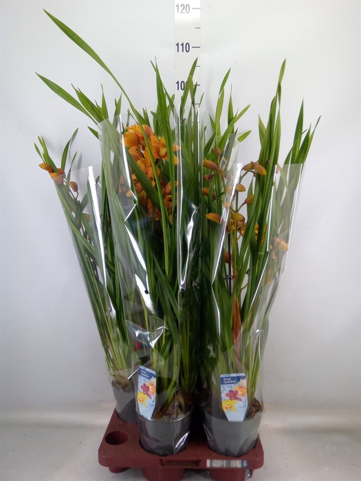 <h4>Cymbidium   ...</h4>