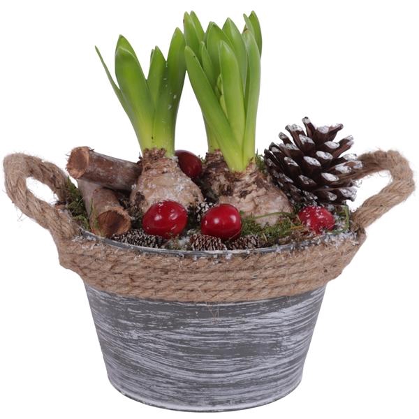 <h4>Winter Arr. Hyacint Zinc Pot Round Rope Ø17cm 3PP</h4>