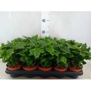 Coffea arabica