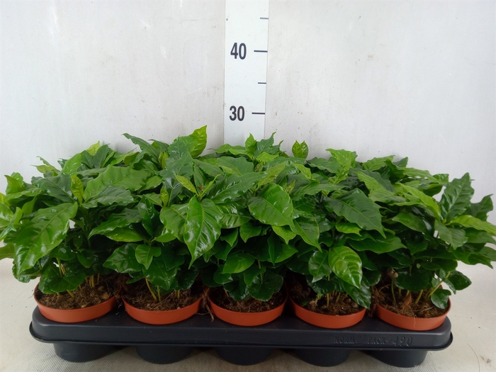 <h4>Coffea arabica</h4>