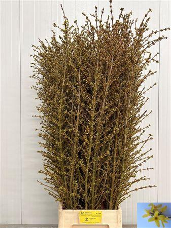 <h4>Forsy I Spectabilis</h4>