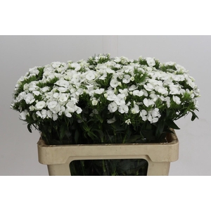 Dianthus Br White Duke